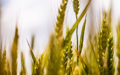 Drugi natječaj za provedbu intervencije 77.01. Potpora za sudjelovanje poljoprivrednika u sustavima kvalitete